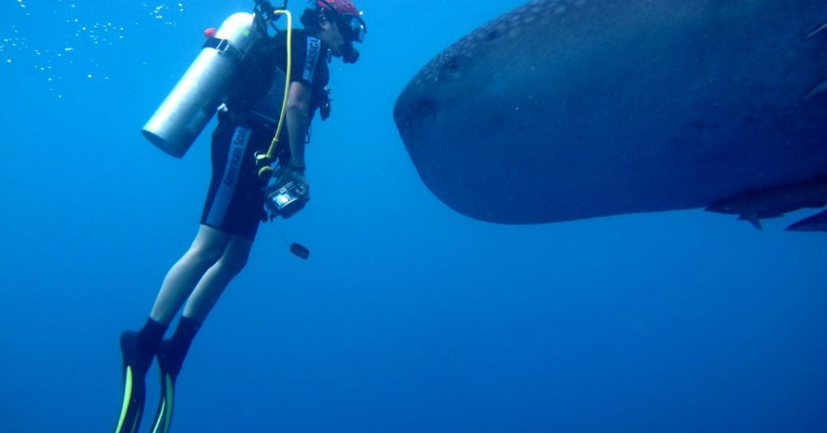 Captured moment of the Pygmy Shark, in Indonesia known as Hiu Pygmy.