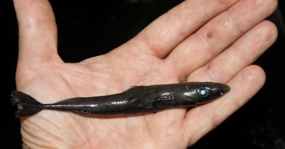 Distinctive Pygmy Shark, in Indonesia known as Hiu Pygmy, captured in this image.