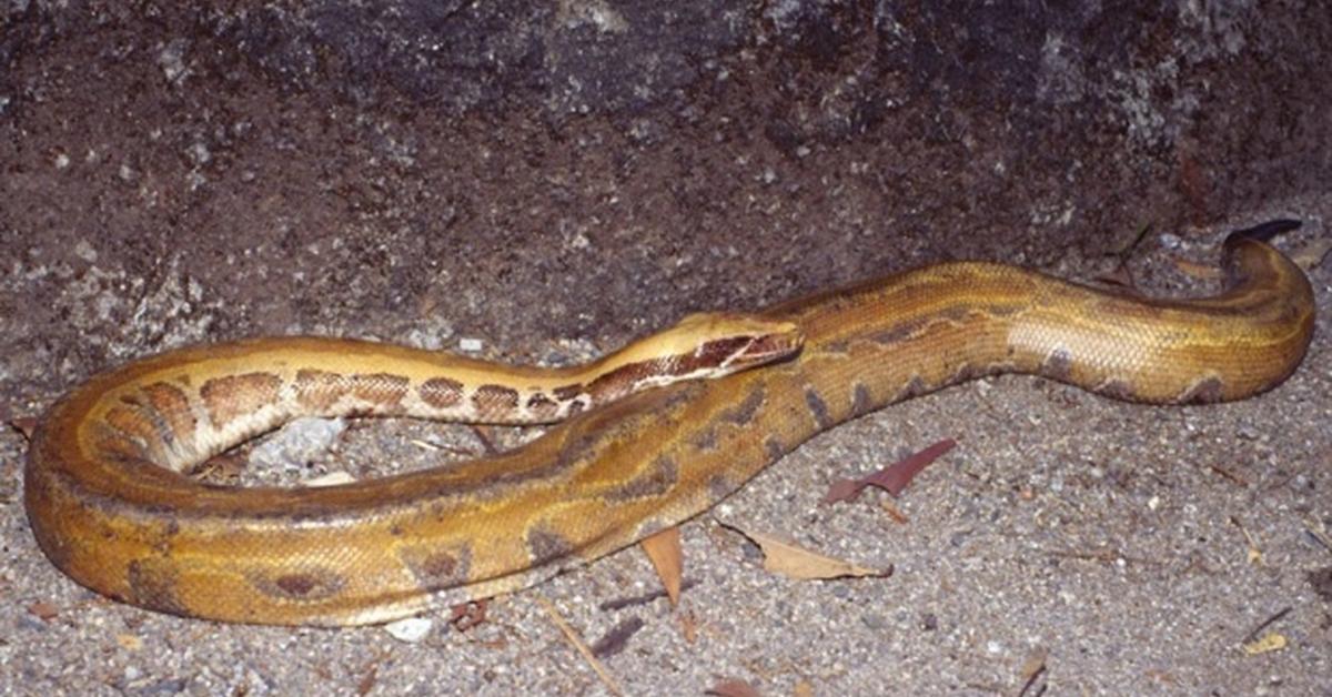 Vivid image of the Pygmy Python, or Piton Pygmy in Indonesian context.