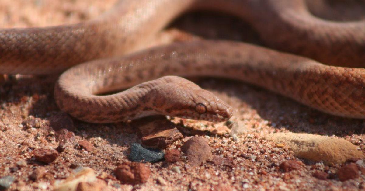 Photograph of the unique Pygmy Python, known scientifically as A. perthensis.