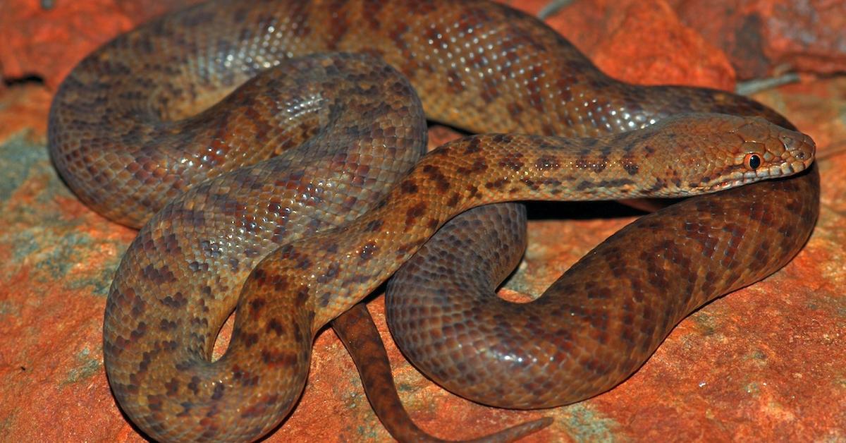 Detailed shot of the Pygmy Python, or A. perthensis, in its natural setting.