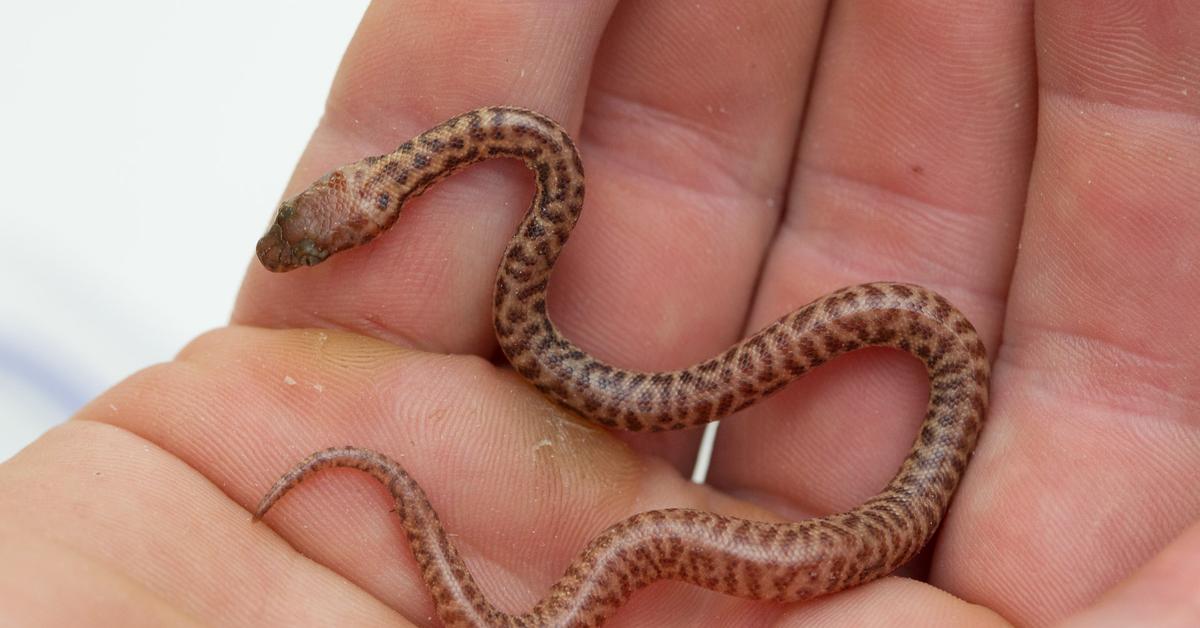 Photographic depiction of the unique Pygmy Python, locally called Piton Pygmy.