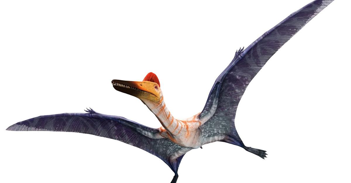 Distinctive Pterodactyl, in Indonesia known as Pterodaktil, captured in this image.