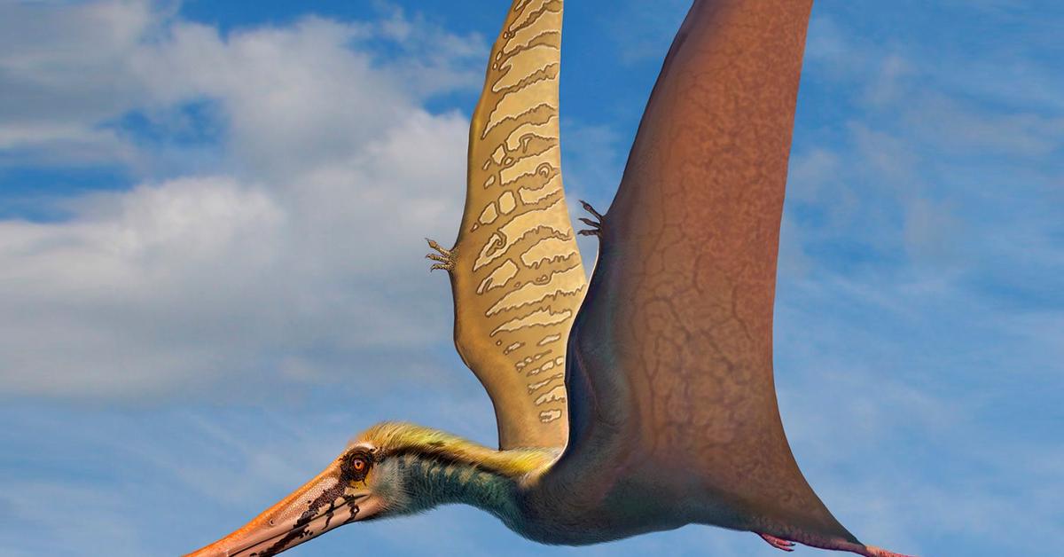 Unique portrayal of the Pterodactyl, also called Pterodaktil in Bahasa Indonesia.