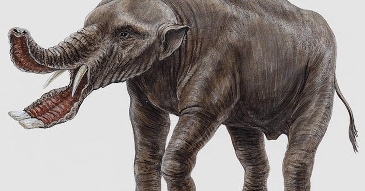 Distinctive Platybelodon, in Indonesia known as Platybelodon, captured in this image.