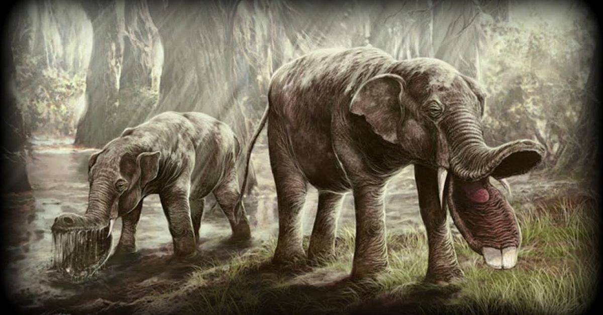 Captivating presence of the Platybelodon, a species called Platybelodon danovi.