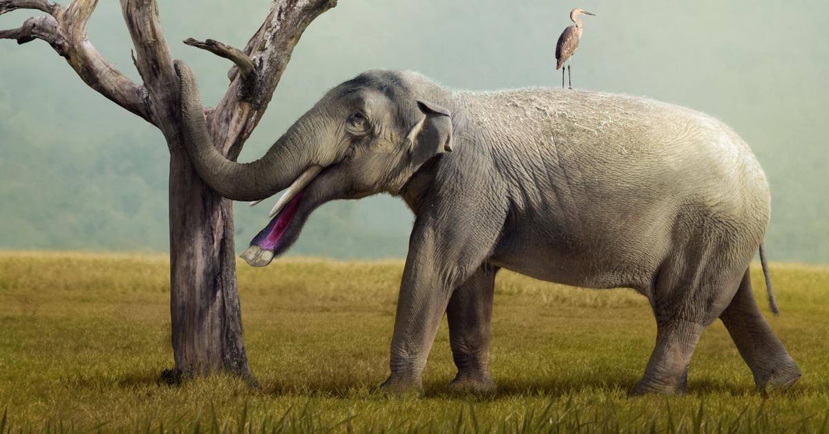 Insightful look at the Platybelodon, known to Indonesians as Platybelodon.