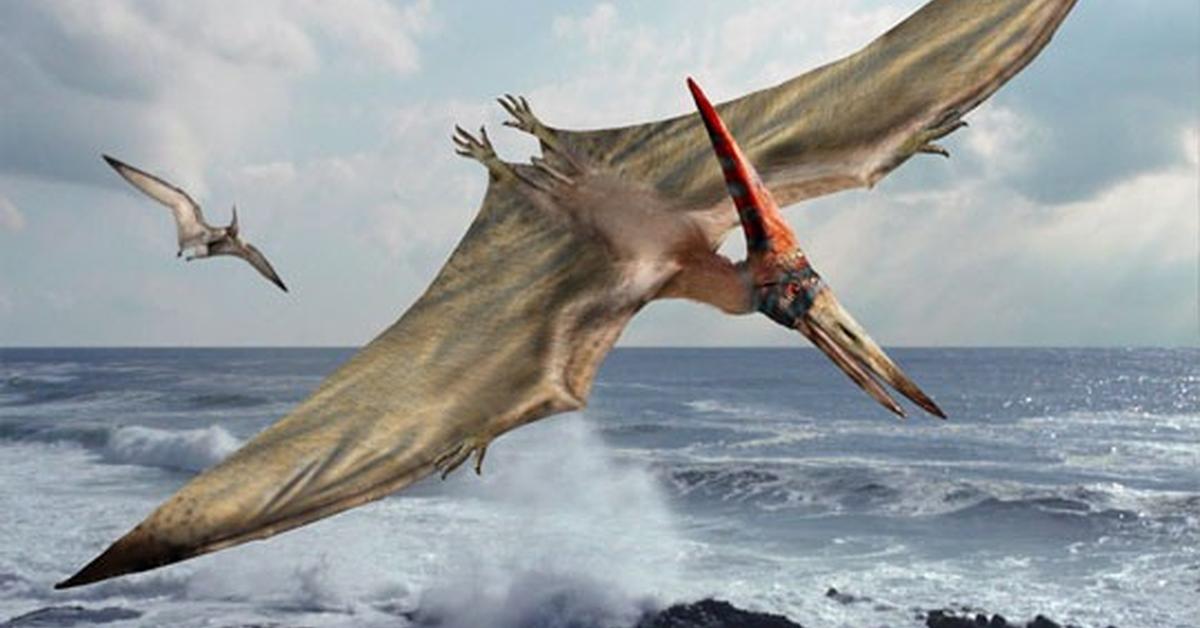 Charming view of the Pteranodon, in Indonesia referred to as Pteranodon.