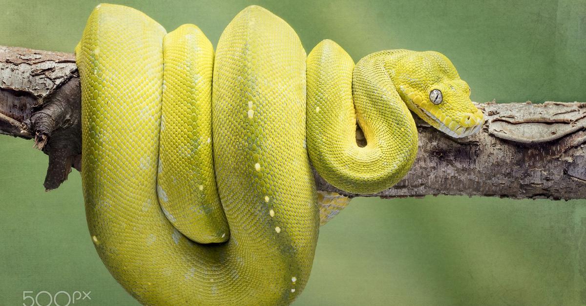 Splendid image of the Python, with the scientific name Pythonidae.