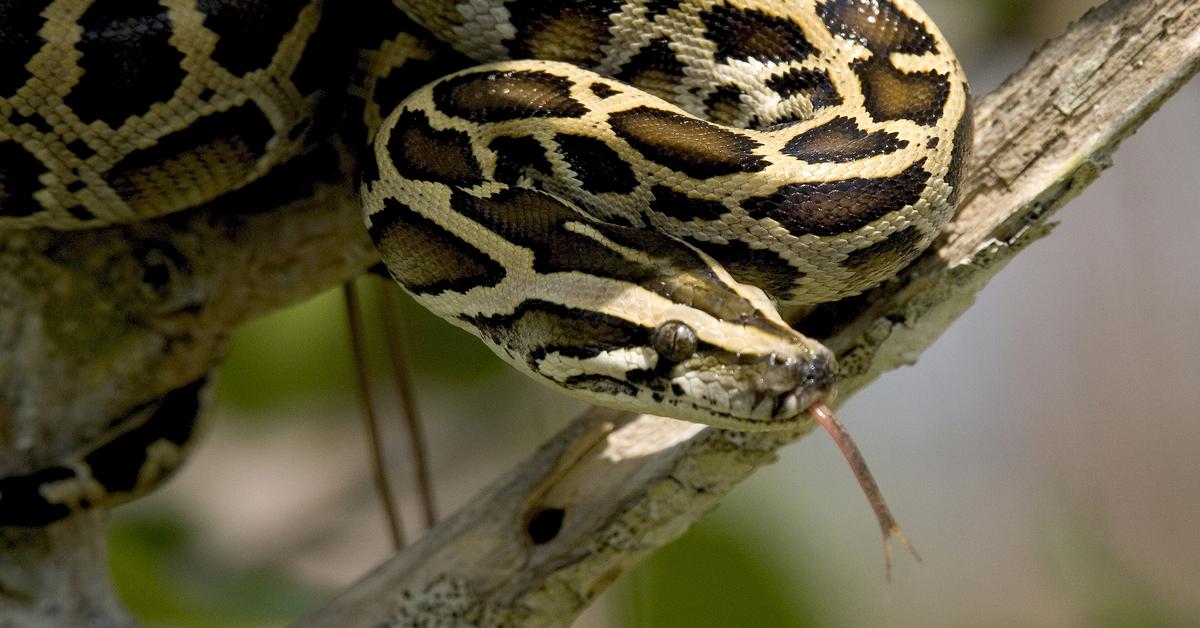 The Python in its natural beauty, locally called Piton.