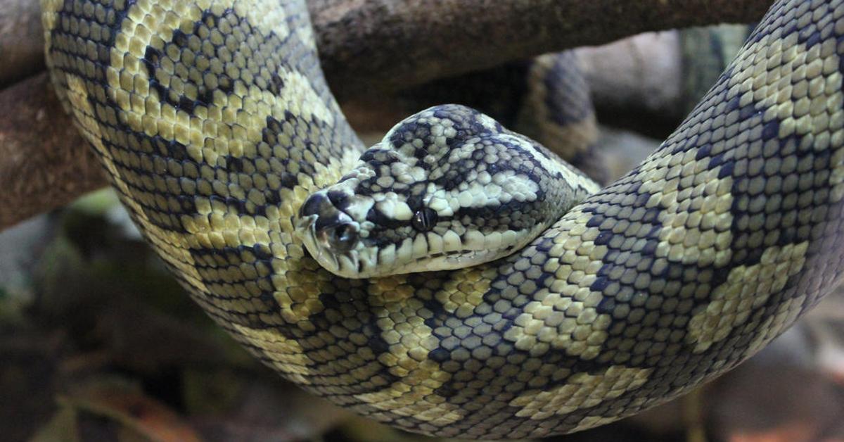 Close encounter with the Python, scientifically called Pythonidae.