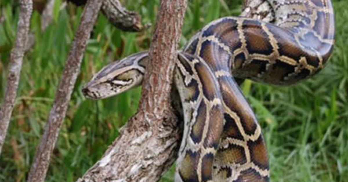 The fascinating Python, scientifically known as Pythonidae.