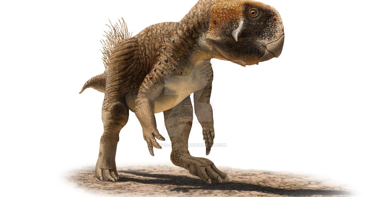 Striking appearance of the Psittacosaurus, known in scientific circles as Psittacosaurus.