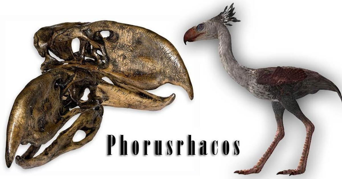 Captivating view of the Phorusrhacos, known in Bahasa Indonesia as Phorusrhacos.