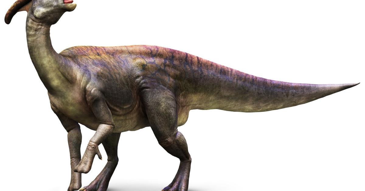 Photogenic Parasaurolophus, scientifically referred to as Parasaurolophus.