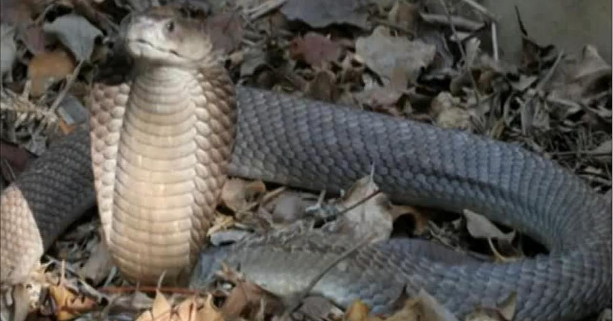 Vivid image of the Philippine Cobra, or Kobra Filipina in Indonesian context.