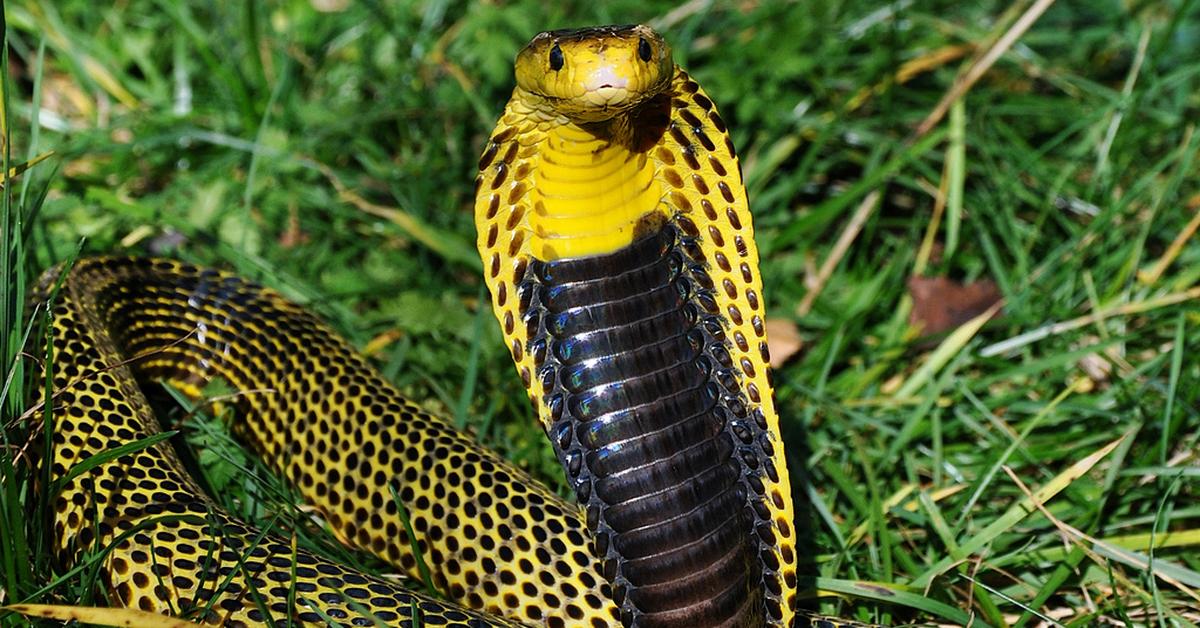 The Philippine Cobra, a beautiful species also known as Kobra Filipina in Bahasa Indonesia.