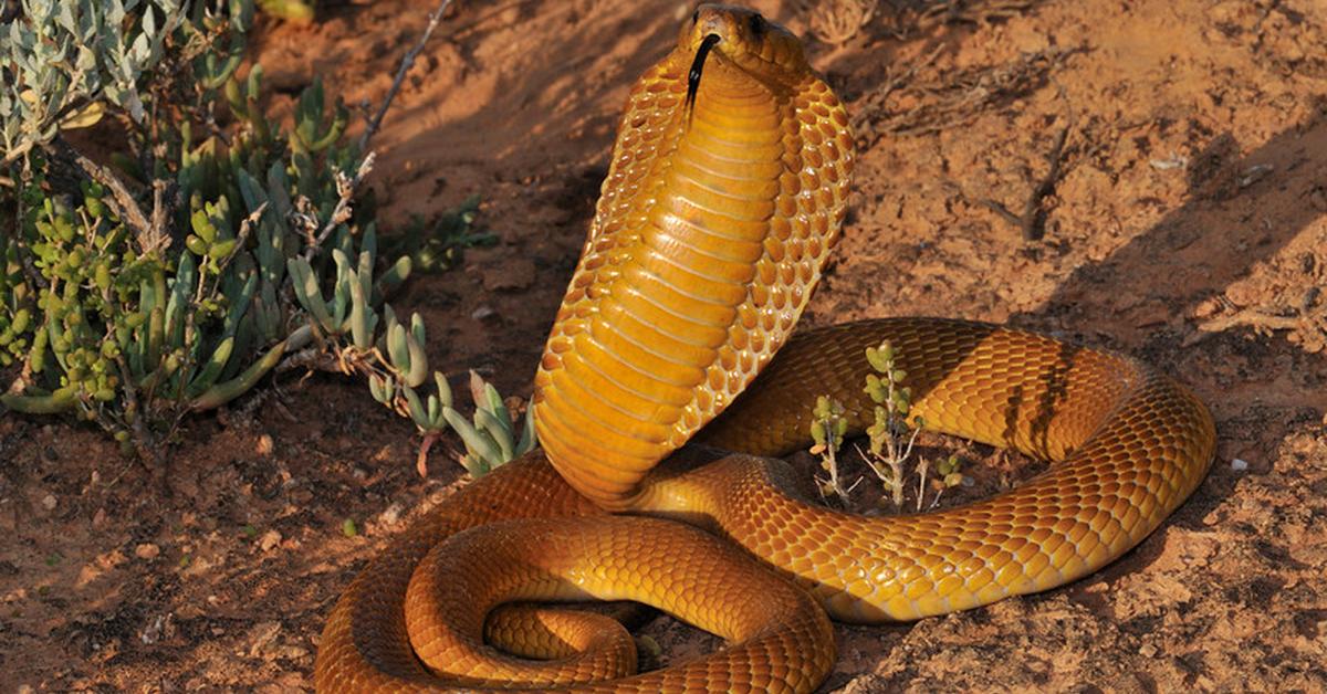 Exquisite image of Philippine Cobra, in Indonesia known as Kobra Filipina.