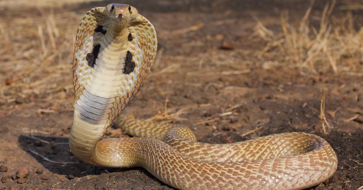 Striking appearance of the Philippine Cobra, known in scientific circles as Naja philippinensis.