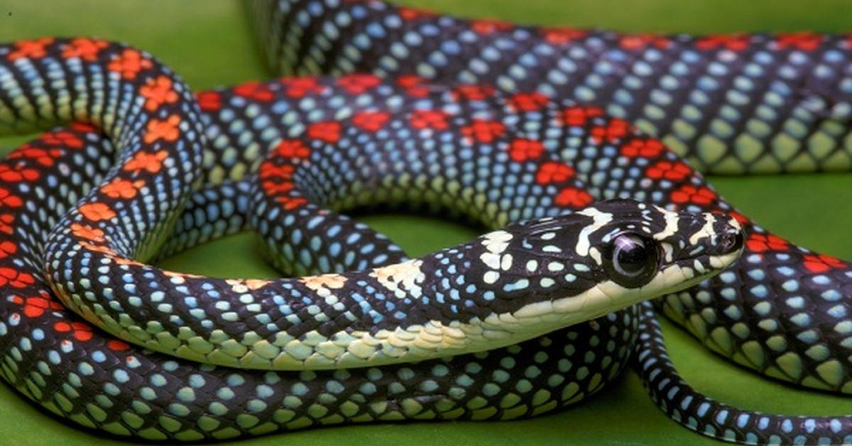 Striking appearance of the Paradise Flying Snake, known in scientific circles as Chrysopelea paradisi.