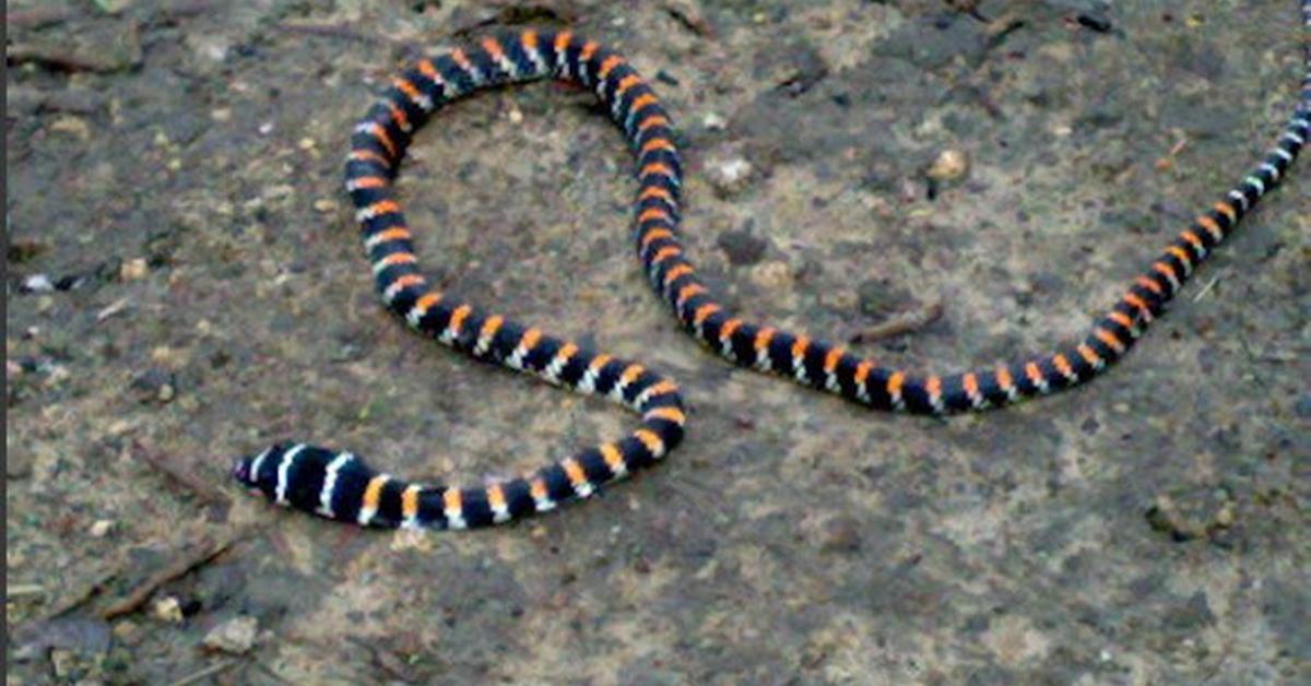 Captured elegance of the Paradise Flying Snake, known in Indonesia as Ular Terbang Surga.