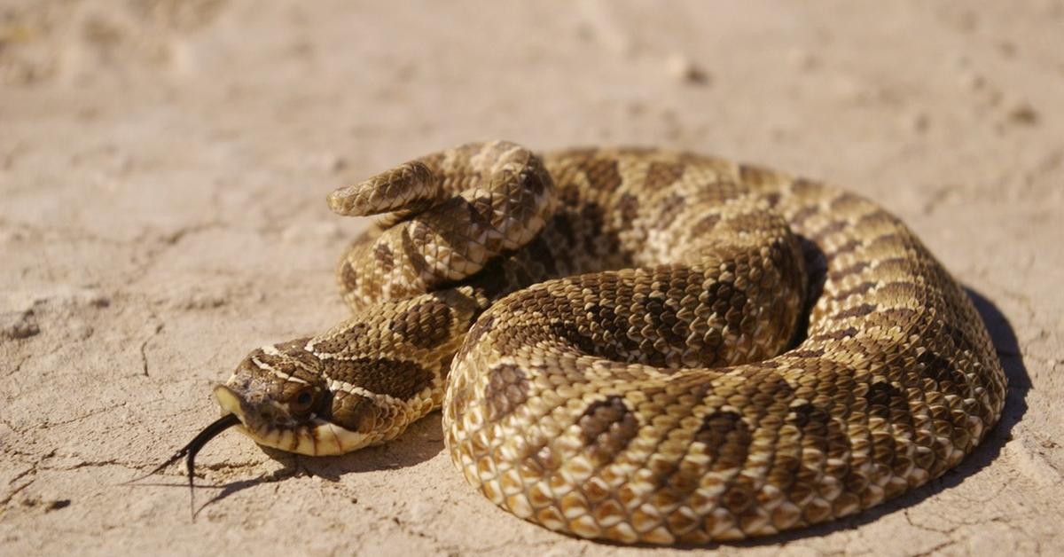 The alluring Plains Hognose Snake, commonly referred to as Ular Hognose Dataran Tinggi in Bahasa Indonesia.