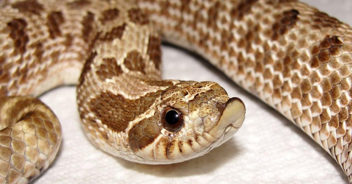 The Plains Hognose Snake, an example of Heterodon nasicus, in its natural environment.