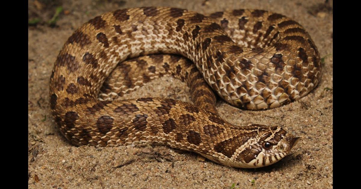 Close-up view of the Plains Hognose Snake, known as Ular Hognose Dataran Tinggi in Indonesian.