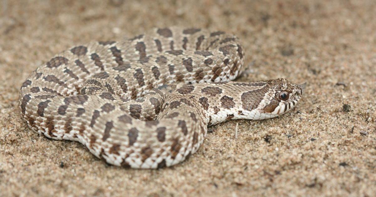 Visual of Plains Hognose Snake, or Ular Hognose Dataran Tinggi in Indonesian, showcasing its beauty.