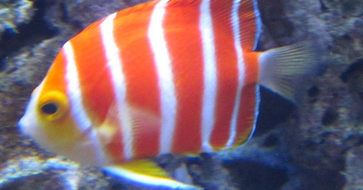 The alluring Peppermint Angelfish, commonly referred to as Ikan Malaikat Peppermint in Bahasa Indonesia.