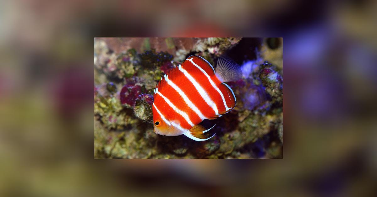 Charming view of the Peppermint Angelfish, in Indonesia referred to as Ikan Malaikat Peppermint.