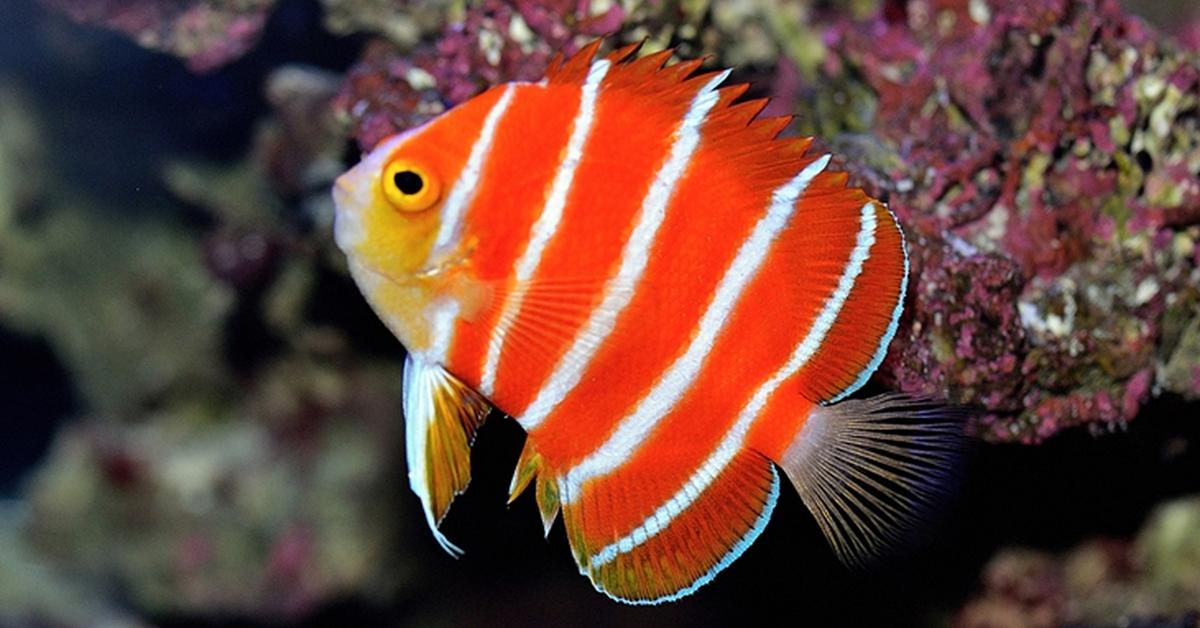 Dynamic image of the Peppermint Angelfish, popularly known in Indonesia as Ikan Malaikat Peppermint.