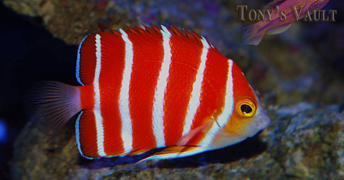 Photograph of the unique Peppermint Angelfish, known scientifically as Centropyge boylei.