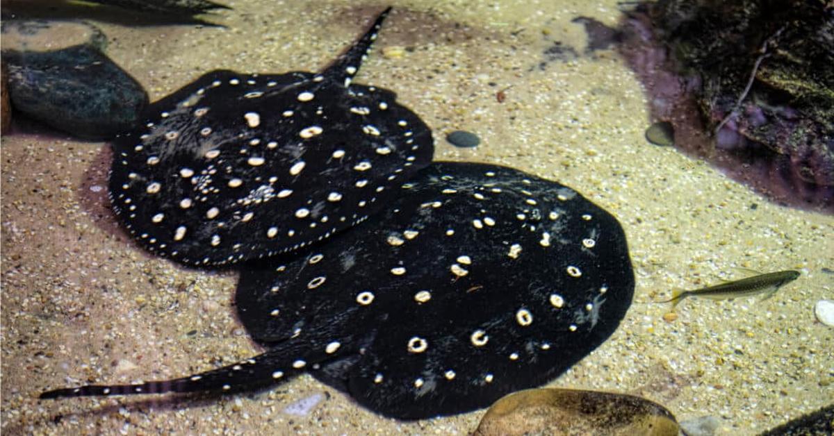 Captured elegance of the Polka Dot Stingray, known in Indonesia as Pari Bintik Polka.