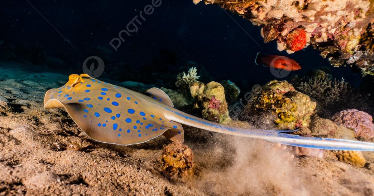 The majestic Polka Dot Stingray, also called Pari Bintik Polka in Indonesia, in its glory.