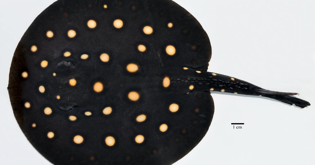 The fascinating Polka Dot Stingray, scientifically known as Potamotrygon leopoldi.