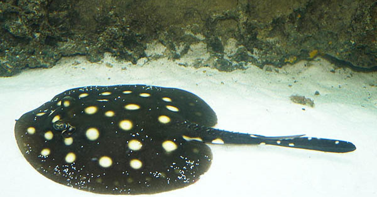 Glimpse of the Polka Dot Stingray, known in the scientific community as Potamotrygon leopoldi.