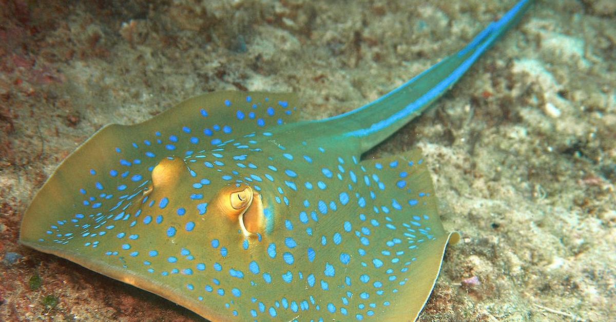 The elegant Polka Dot Stingray (Potamotrygon leopoldi), a marvel of nature.