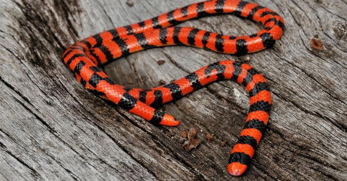 Splendid image of the Pipe Snake, with the scientific name Cylindrophiidae.