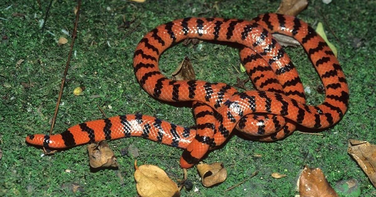 Captured elegance of the Pipe Snake, known in Indonesia as Ular Pipa.