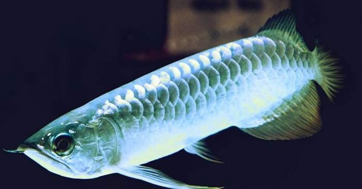 The fascinating Platinum Arowana, scientifically known as Scleropages formosus.