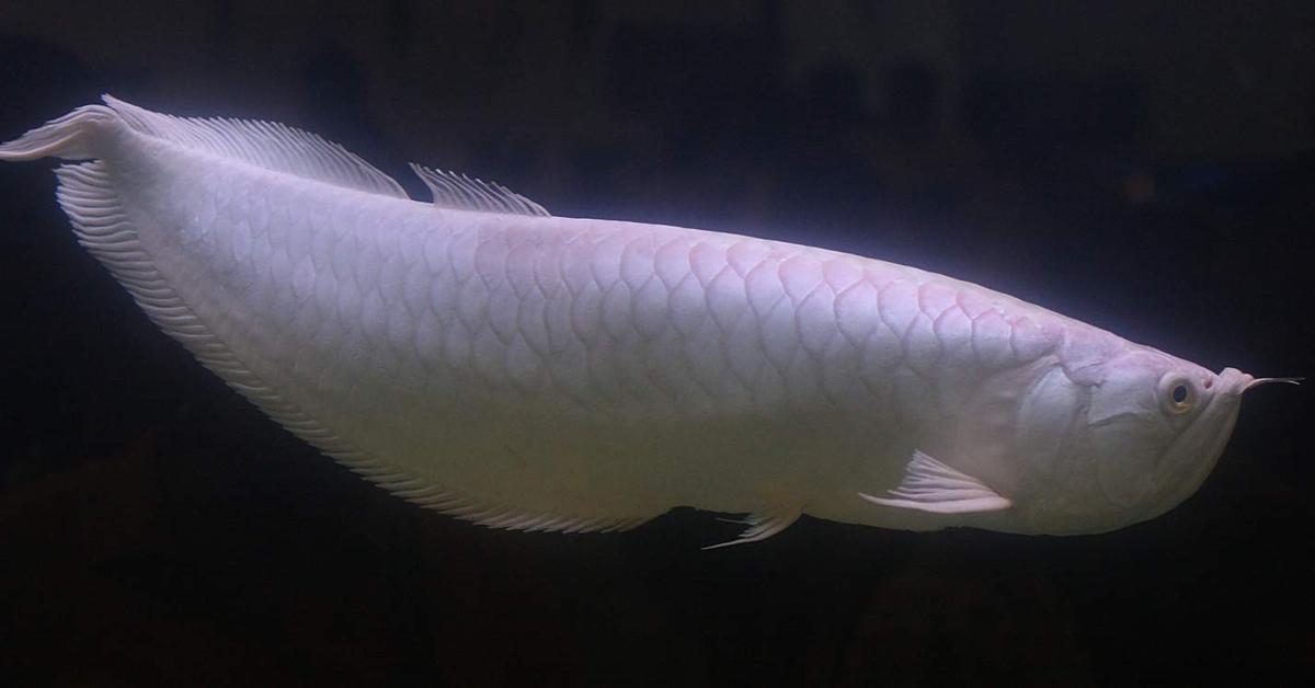 The majestic Platinum Arowana, also called Arowana Platinum in Indonesia, in its glory.