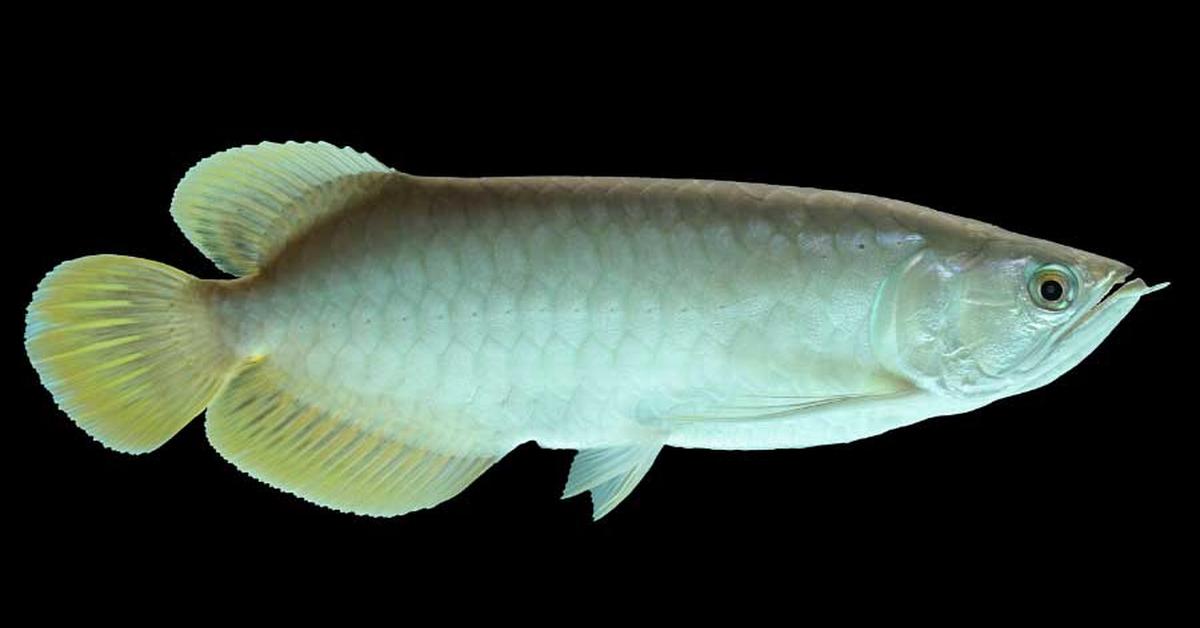 Captivating presence of the Platinum Arowana, a species called Scleropages formosus.