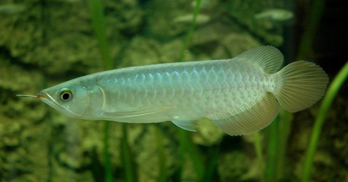 Captivating shot of the Platinum Arowana, or Arowana Platinum in Bahasa Indonesia.