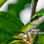 The remarkable Parrot Snake (Leptophis ahaetulla), a sight to behold.