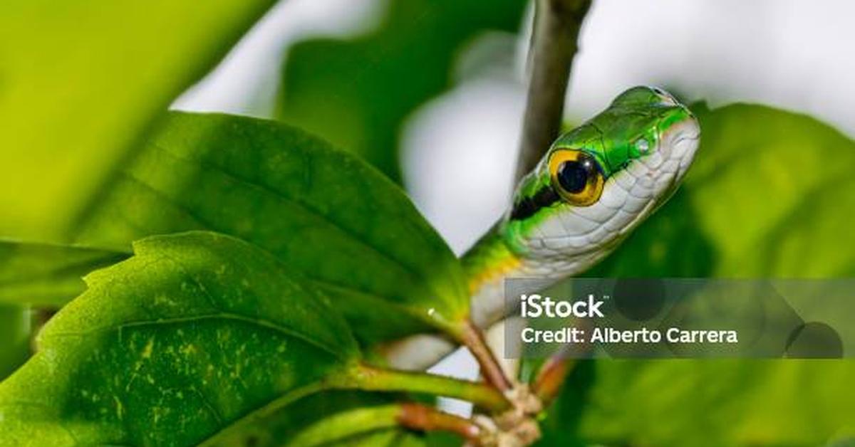 The remarkable Parrot Snake (Leptophis ahaetulla), a sight to behold.