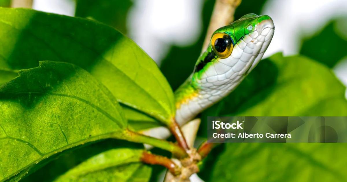 Picture of Parrot Snake, known in Indonesia as Ular Beo.