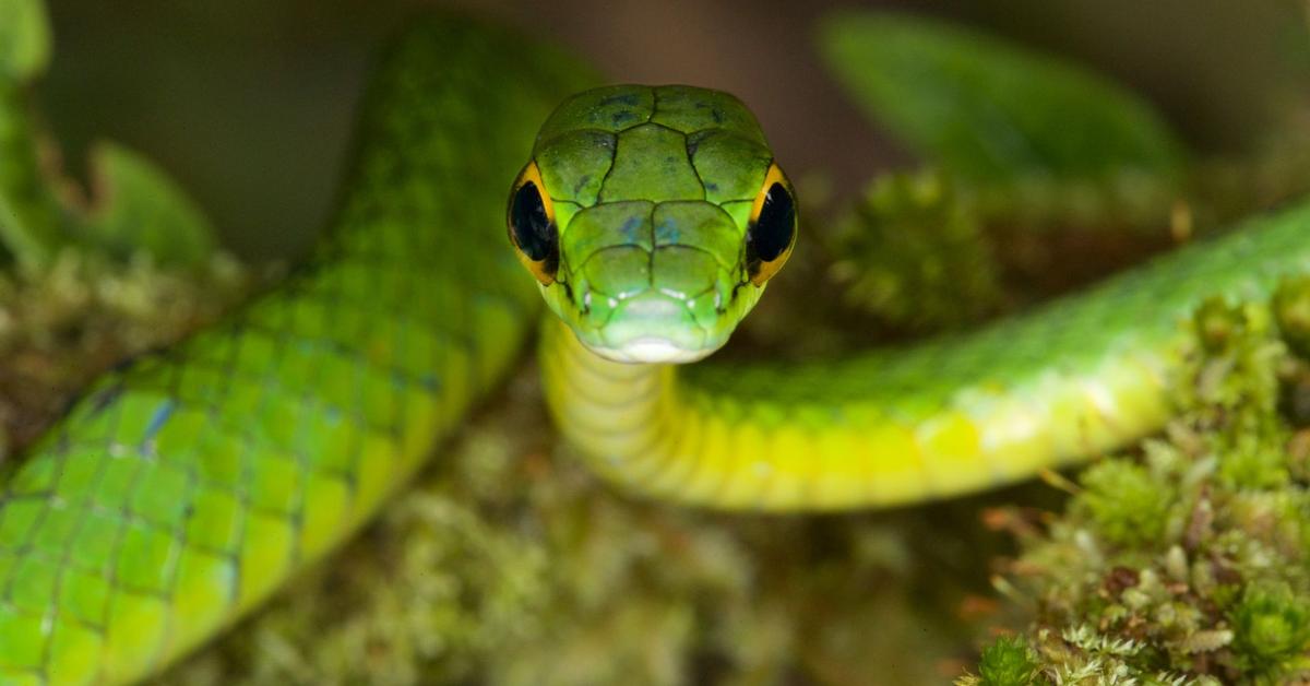 Striking appearance of the Parrot Snake, known in scientific circles as Leptophis ahaetulla.