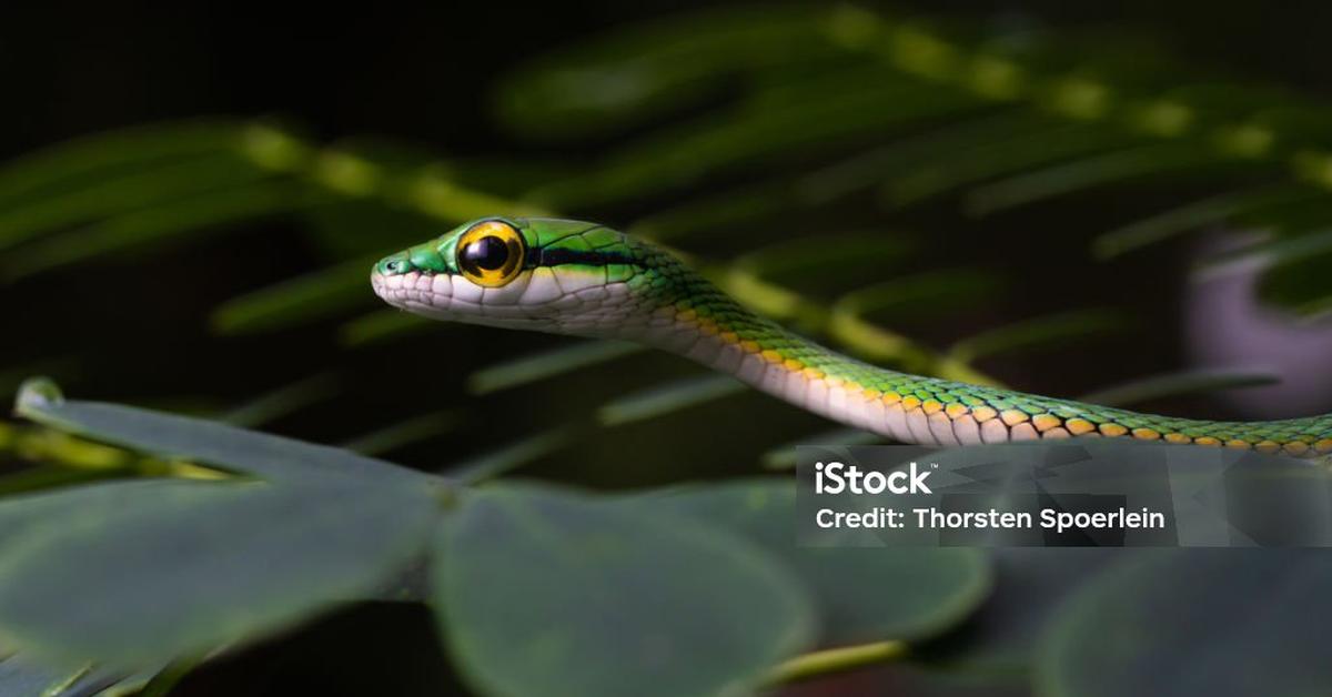 Close encounter with the Parrot Snake, scientifically called Leptophis ahaetulla.