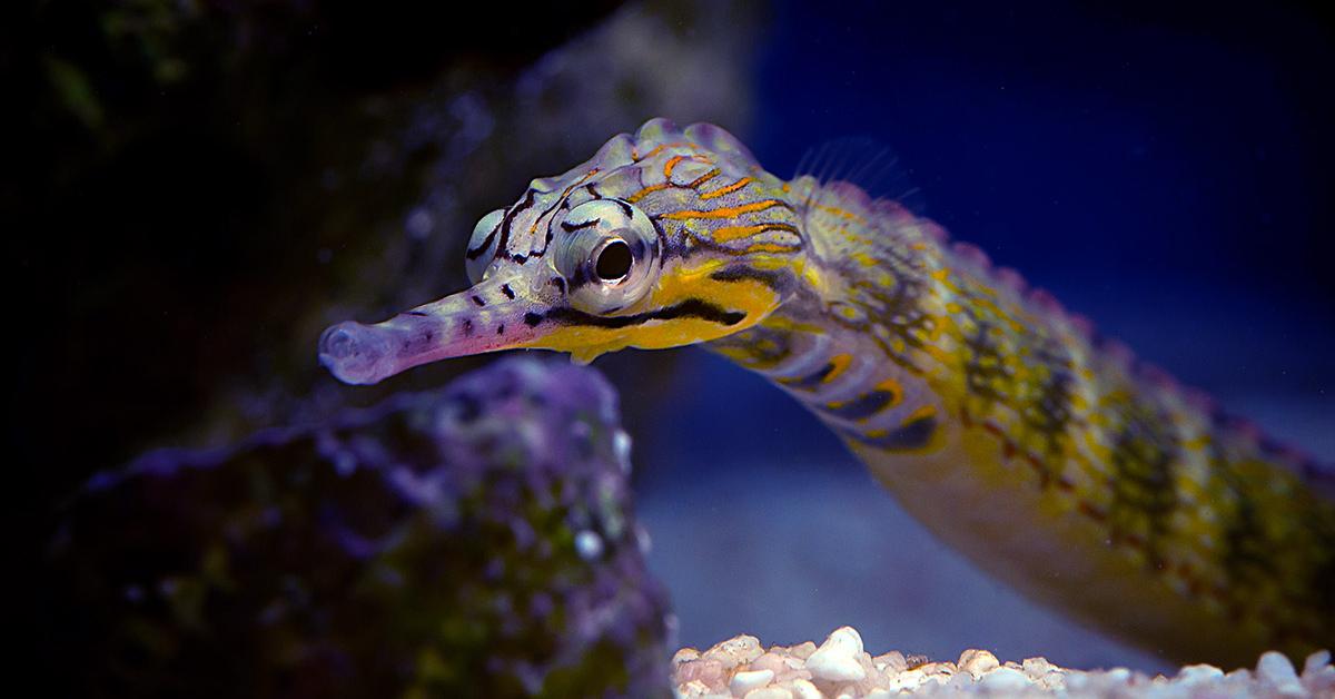 Charming view of the Pipefish, in Indonesia referred to as Ikan Pipa.